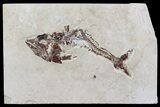 Cretaceous Predatory Fish (Eurypholis) - Lebanon #70298-1
